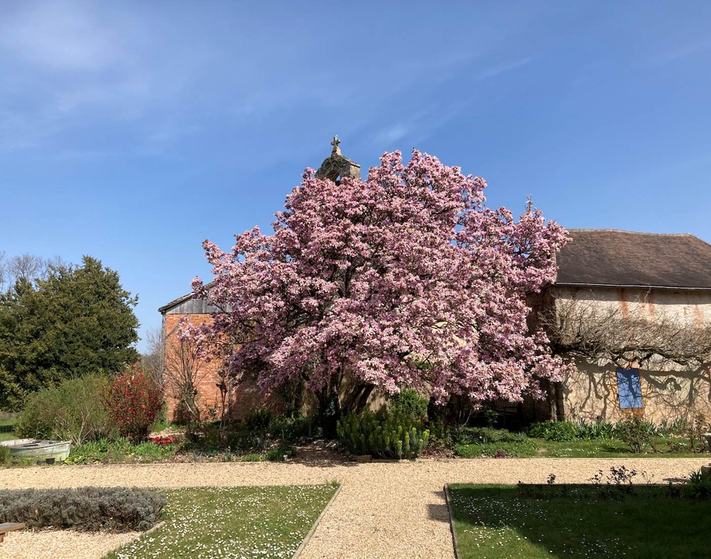 le magnolia au printemps dans le perigord