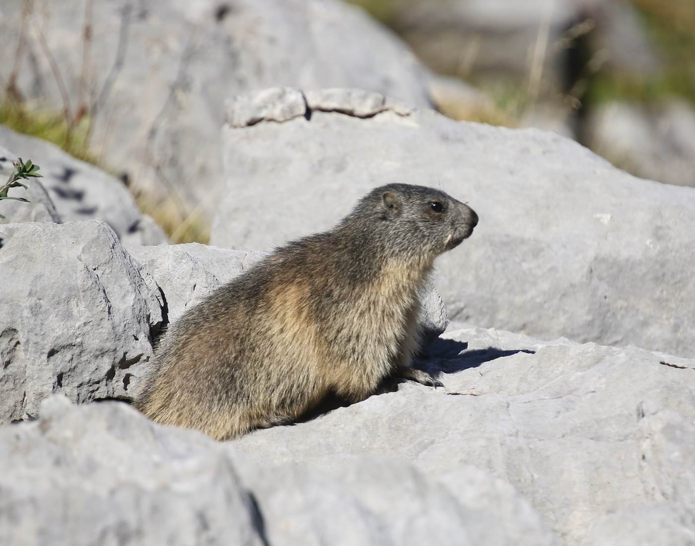 marmotte-à-la-pierre-st-martin