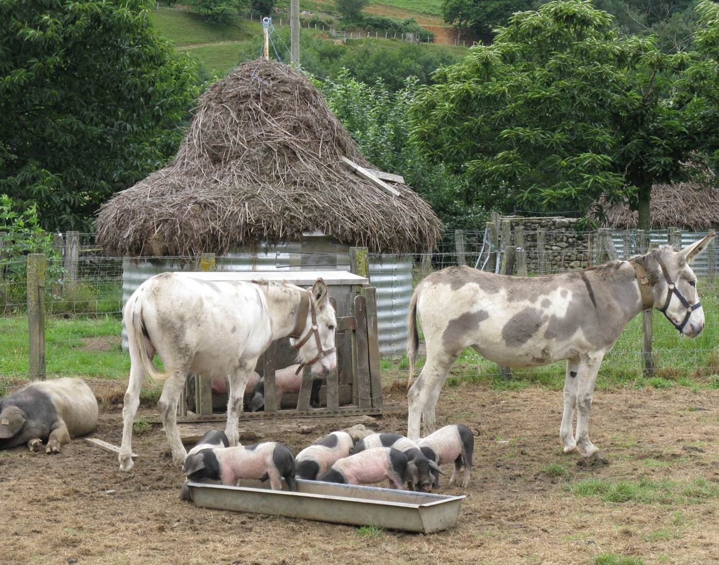 Animaux_nurserie Oteiza de cochons basques
