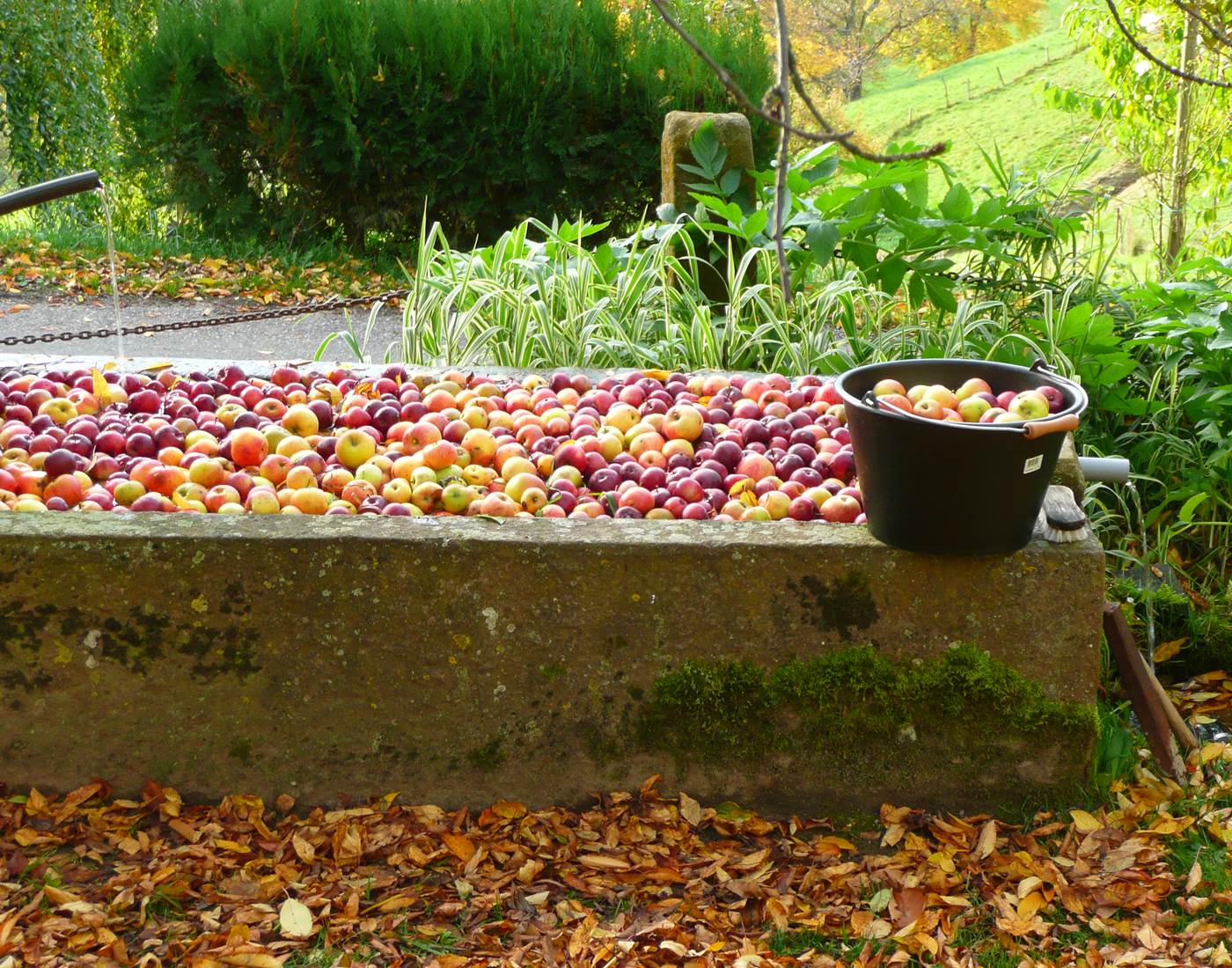 Jus de pomme bio maison