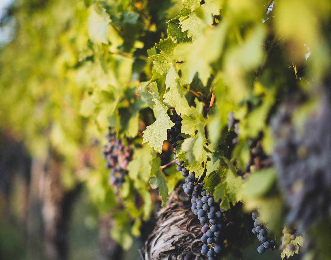 Vignoble de Bourgogne