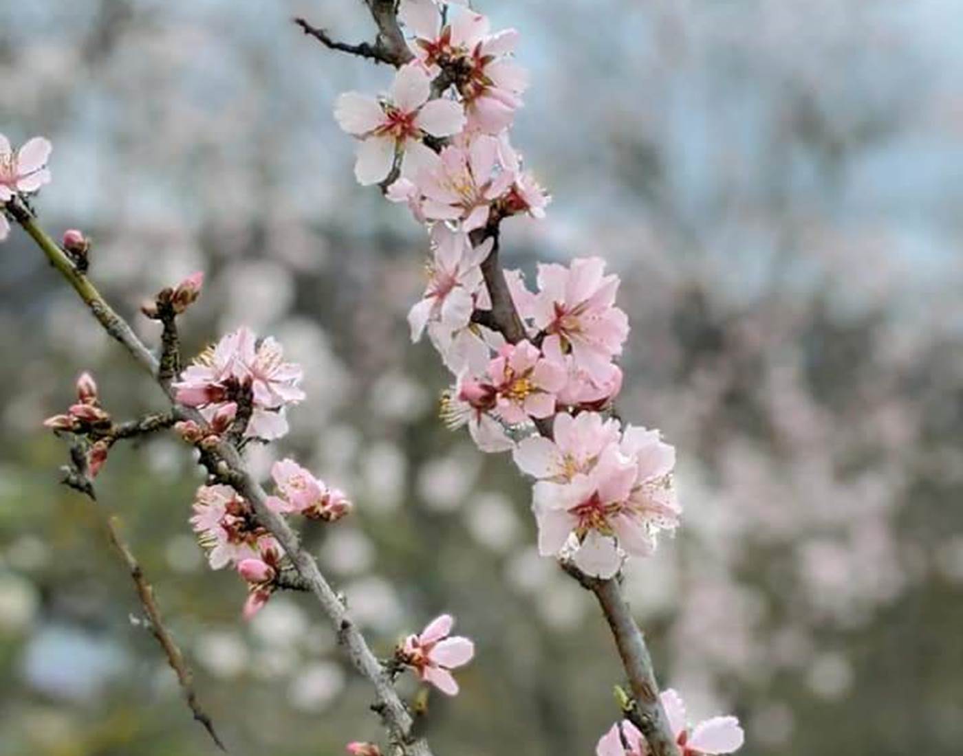 Fleurs d'Amandiers à MITTELWIHR Mars 2023