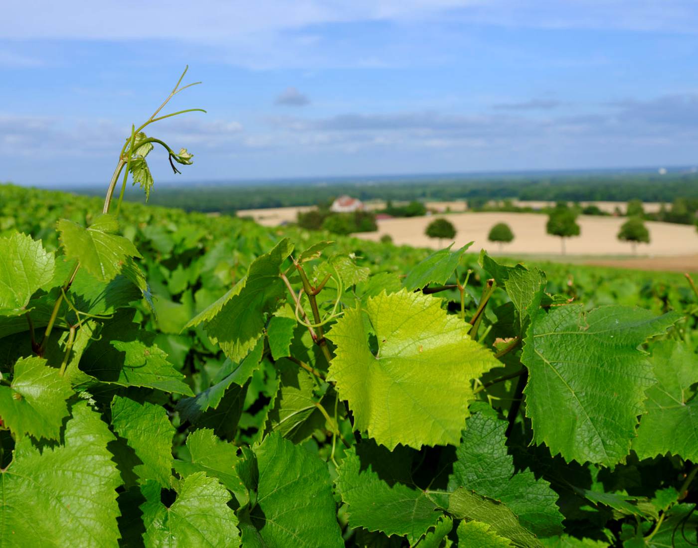 3-Terroir vignoble