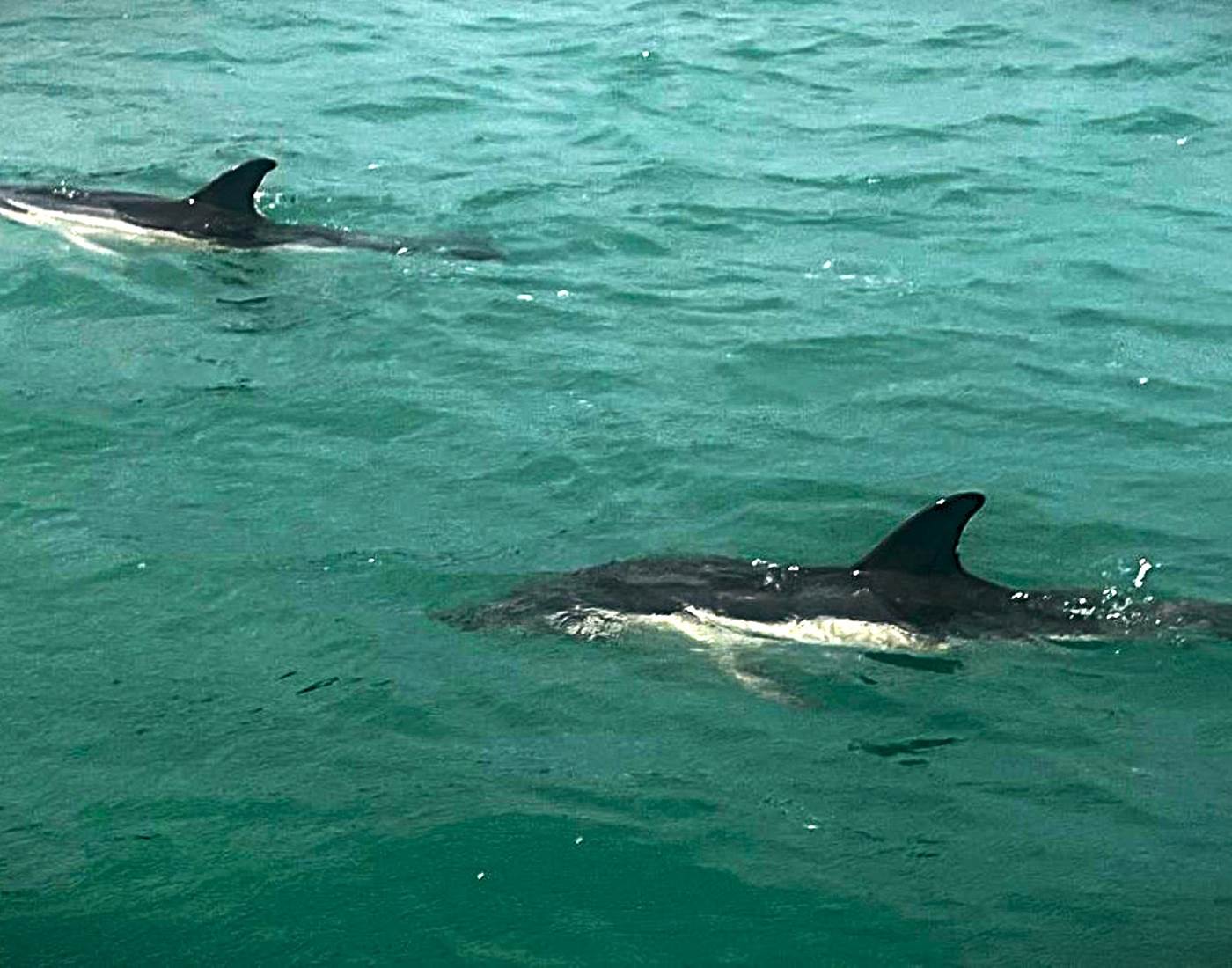 Les dauphins en Rance maritime