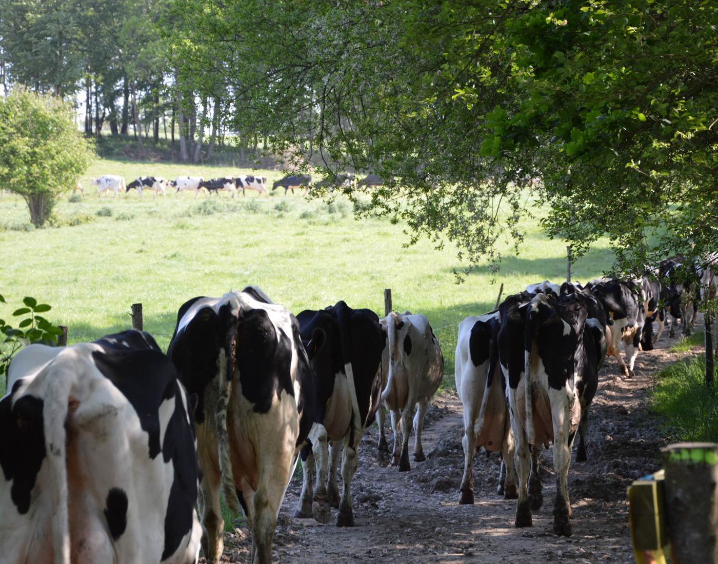 Retour vaches 4 au pont