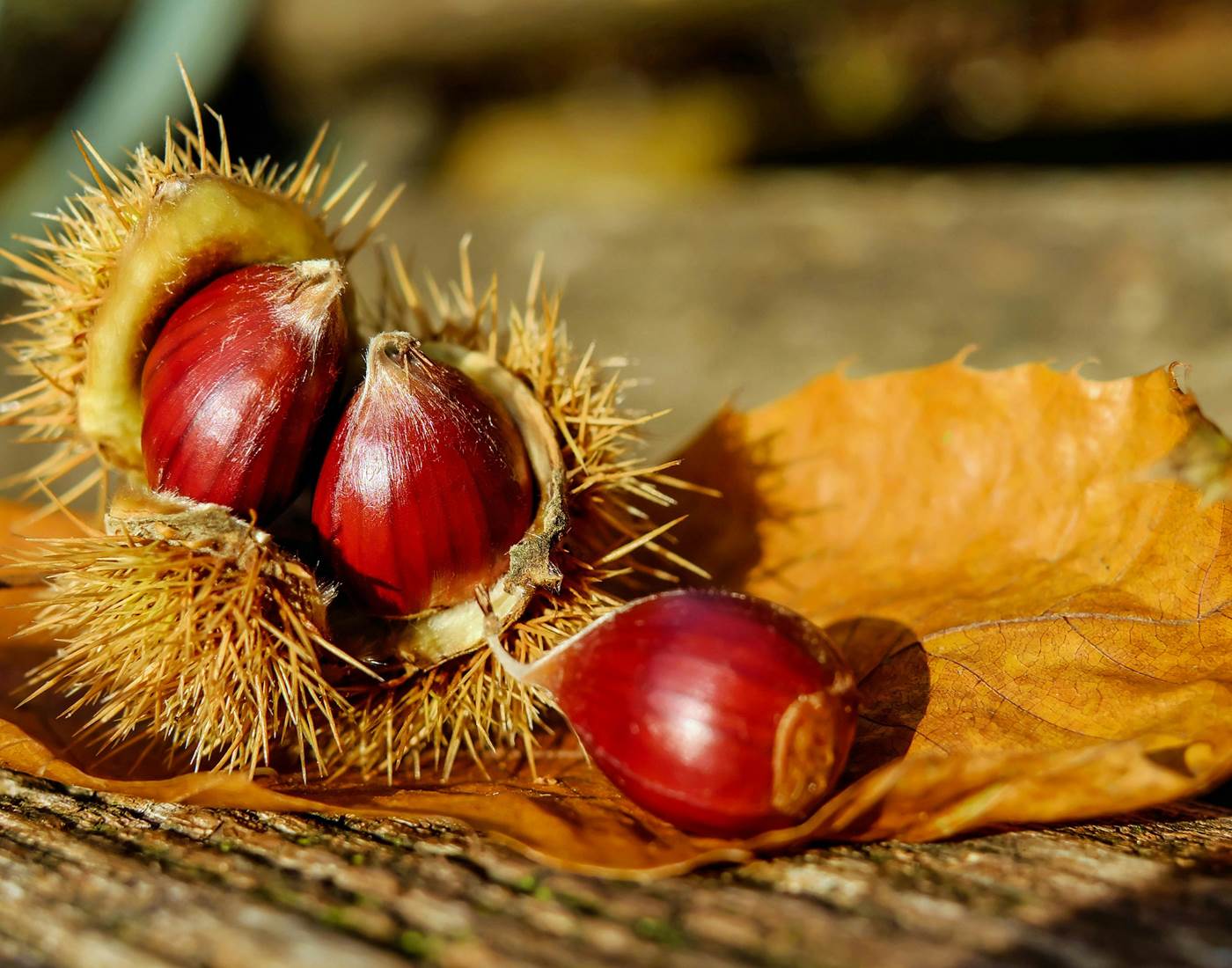 Chataignes ou Castagna en niçois
