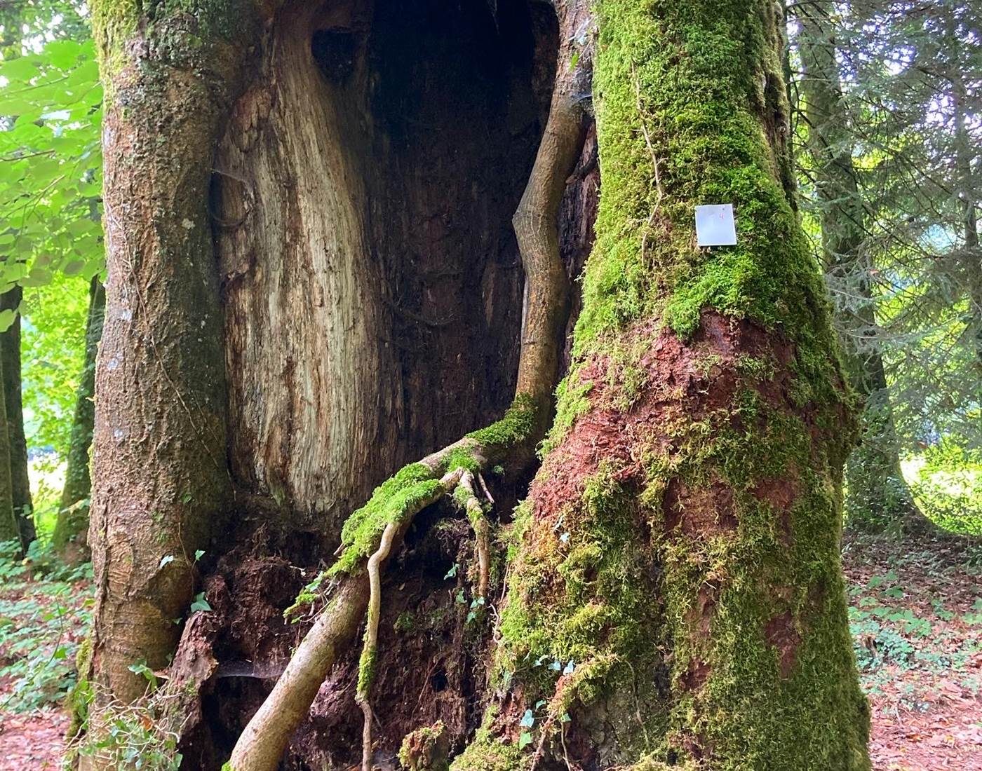 Le grand Tilleul est passé à la loupe