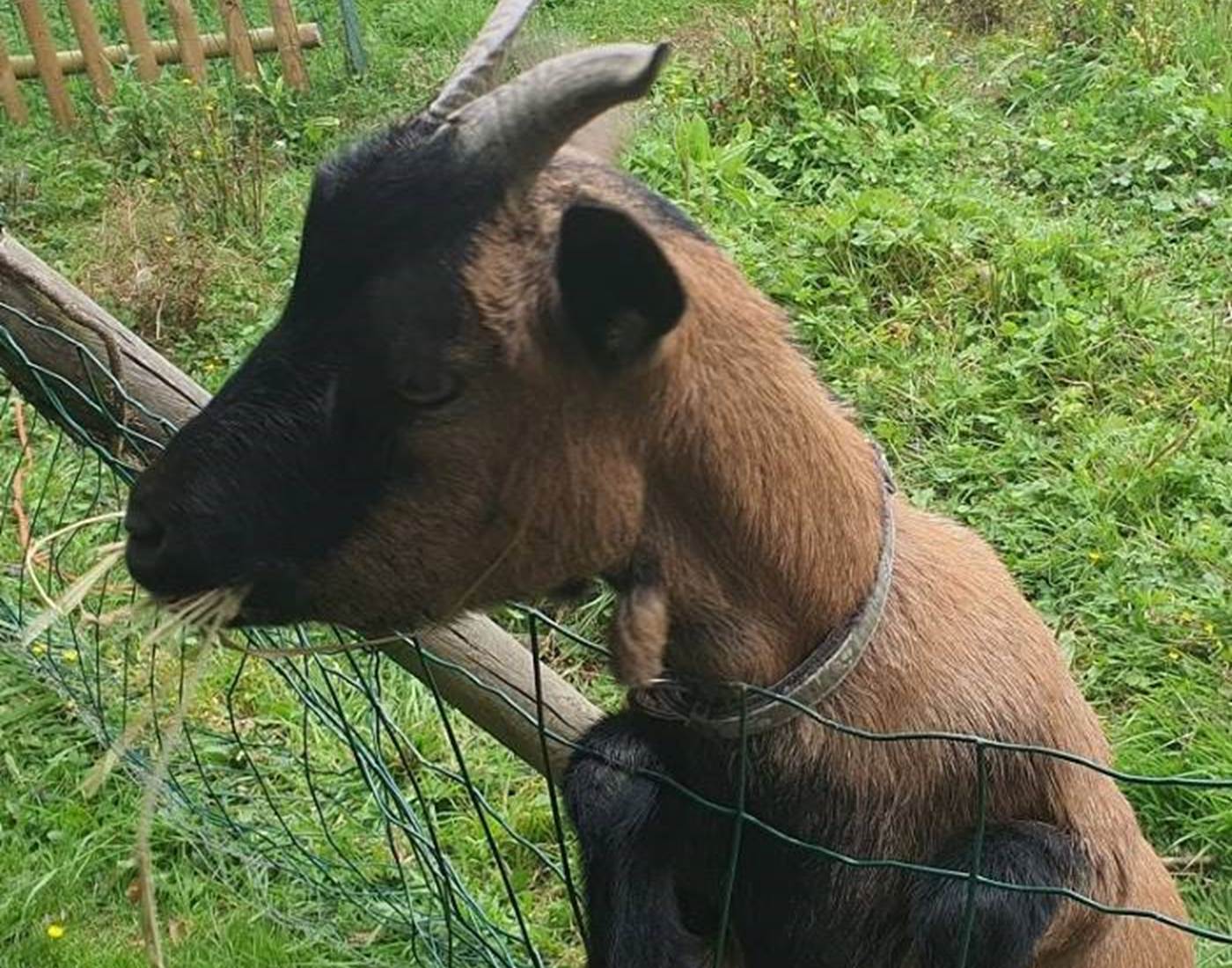 Câline la petite chèvre