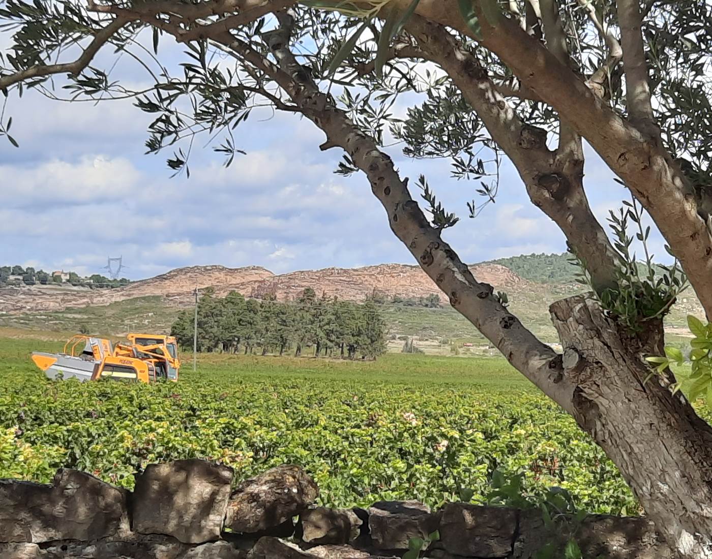 Les vendanges s'observent à Le Coq du Nord-Mailhac 🍇🍇🍇