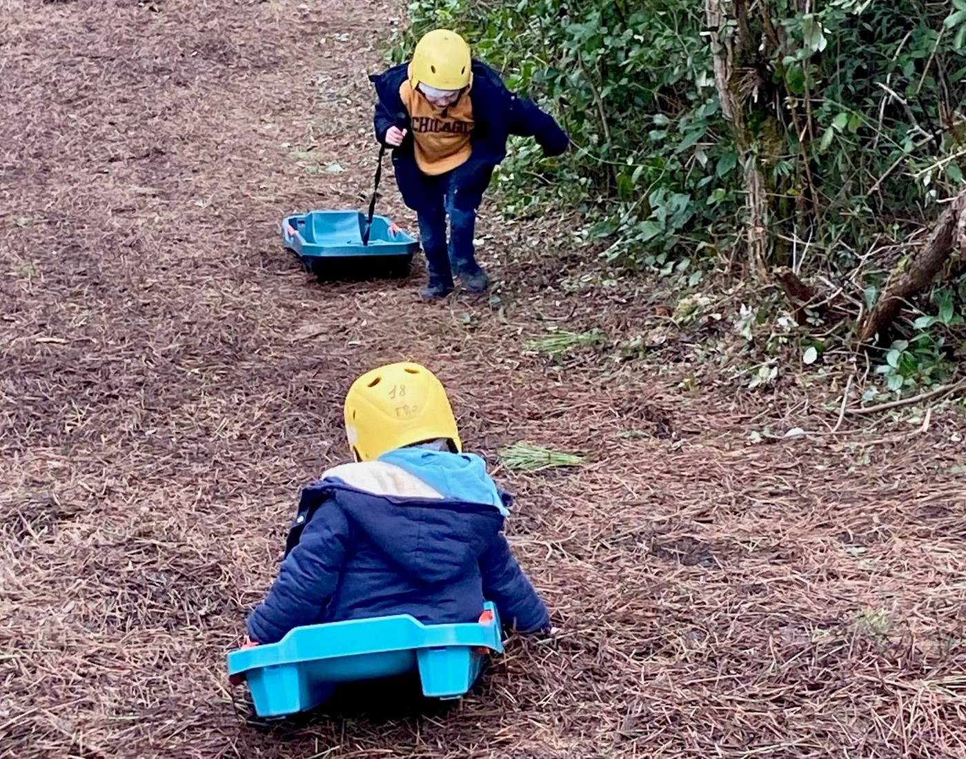 luge sur aiguilles de pins