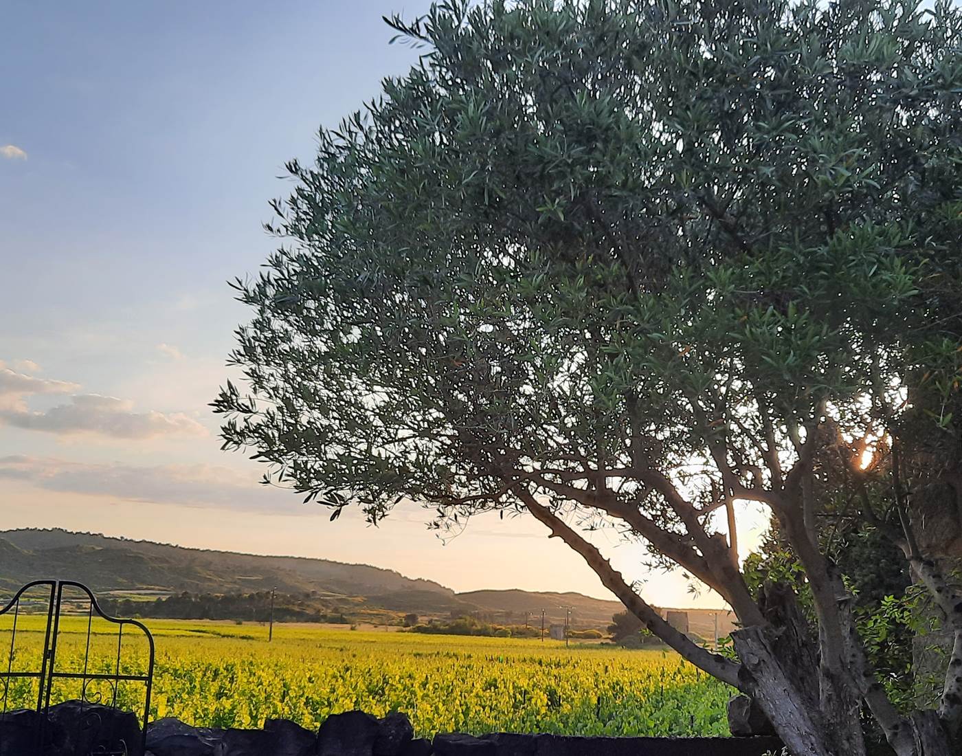 Le Coq du Nord-Mailhac vue sur les vignes