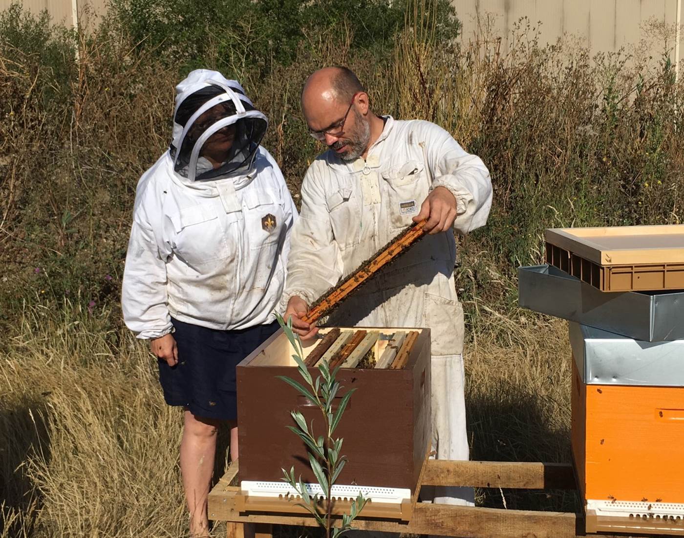 Mickael Preteseille - Apiculteur - Rucher de la Dame Blanche