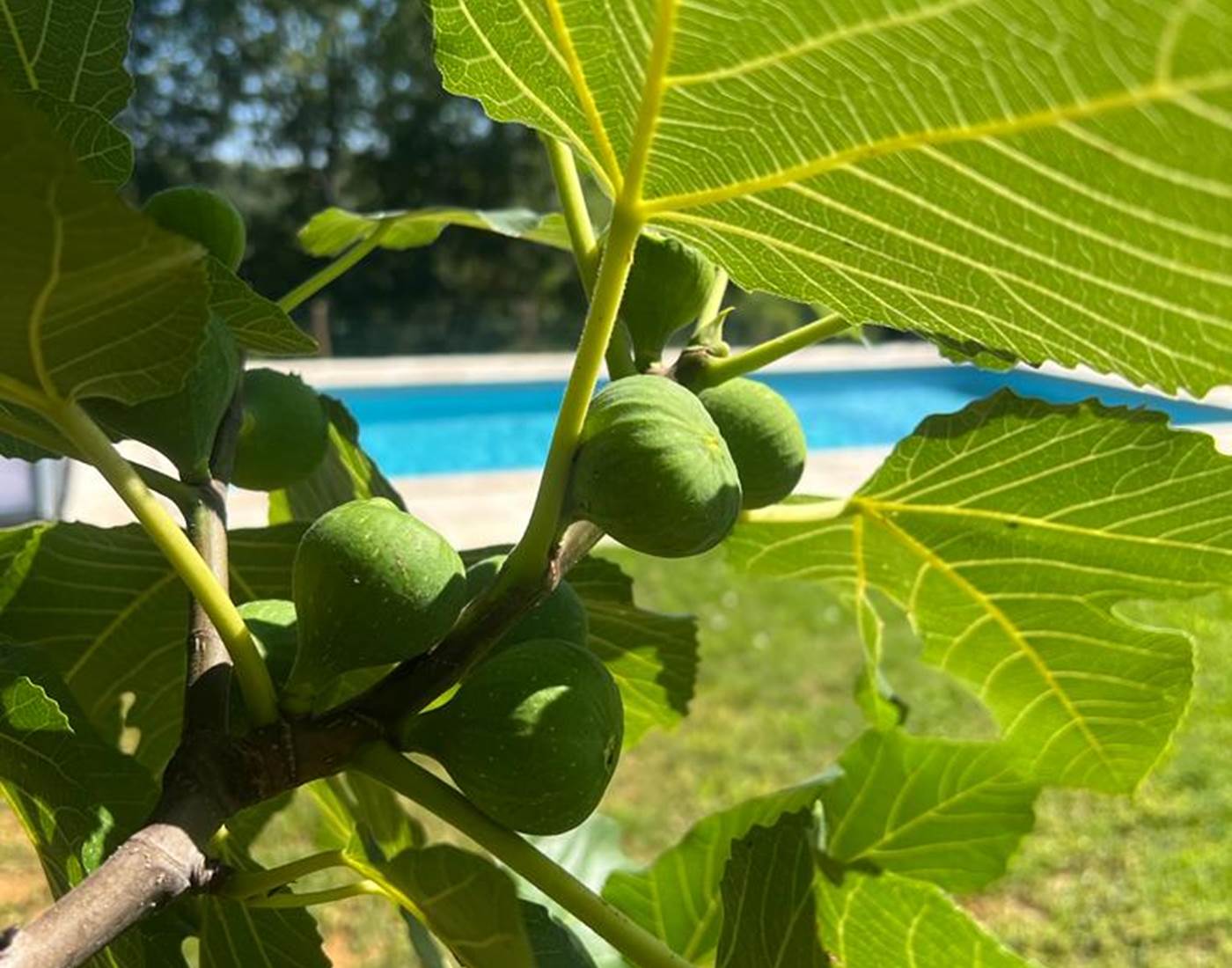 Hummmm ! Des figues à disposition