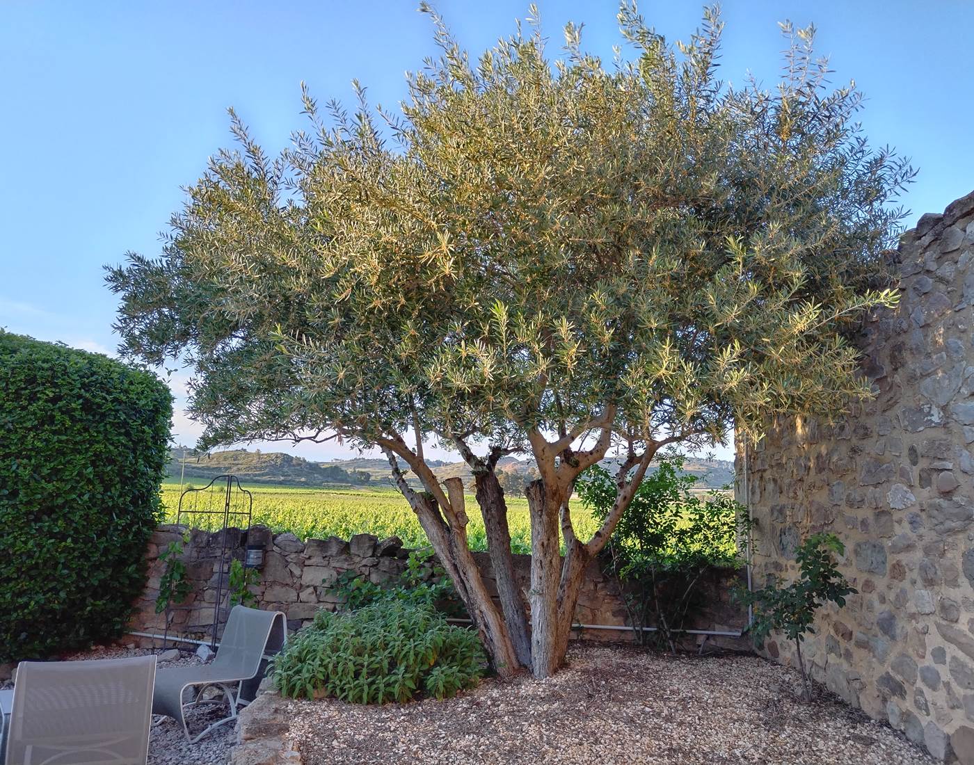 Il fait beau vivre au Coq du Nord -Mailhac