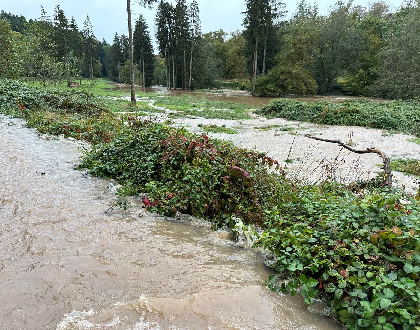 Le champ des chevaux