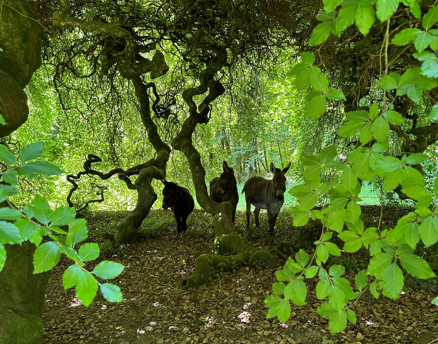 Vénus, Anatole et Kiwi sous le hêtre tortillard de la Manufacture Royale