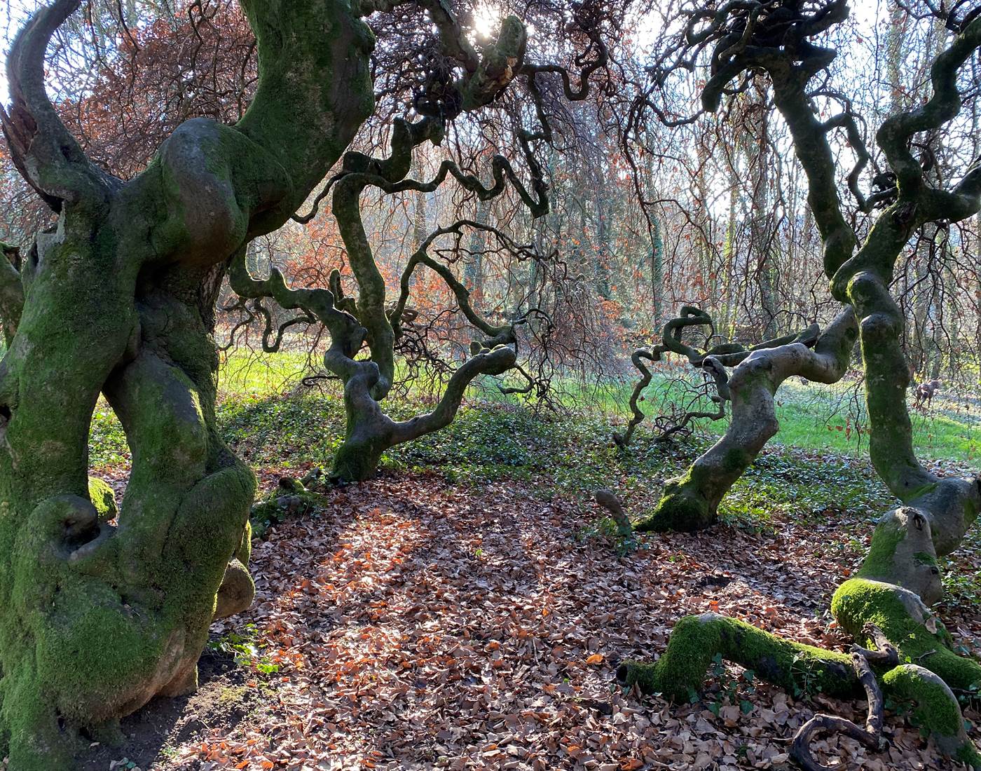 Le hêtre tortillard