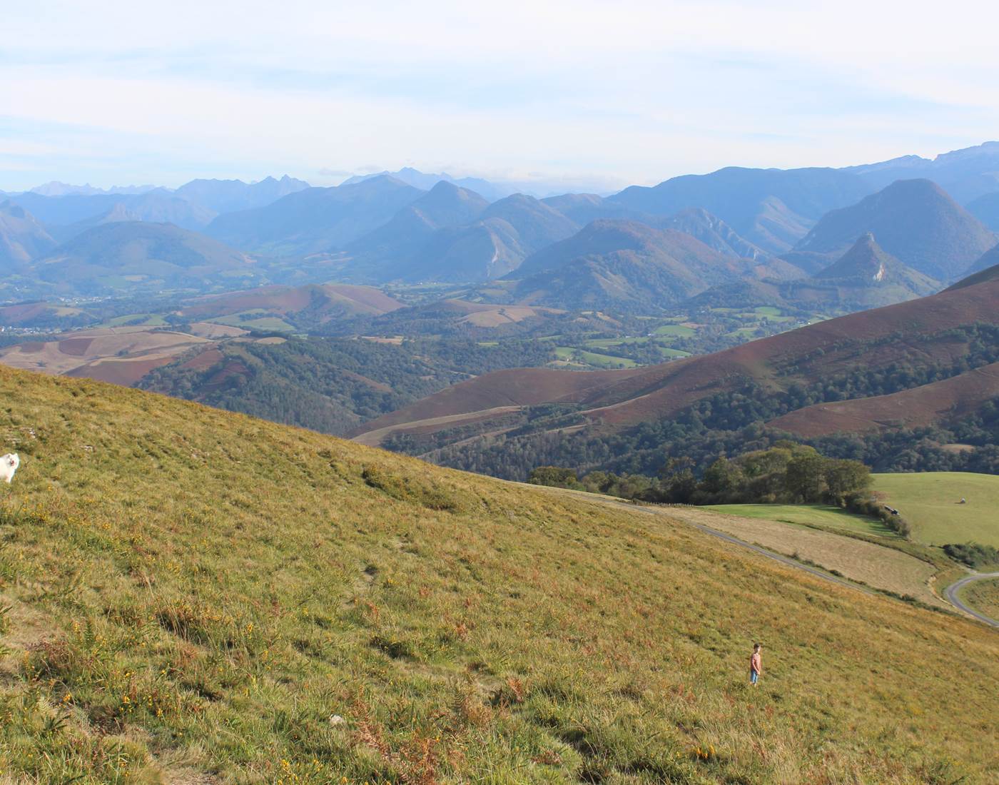22 Pyrénées chiens acceptés