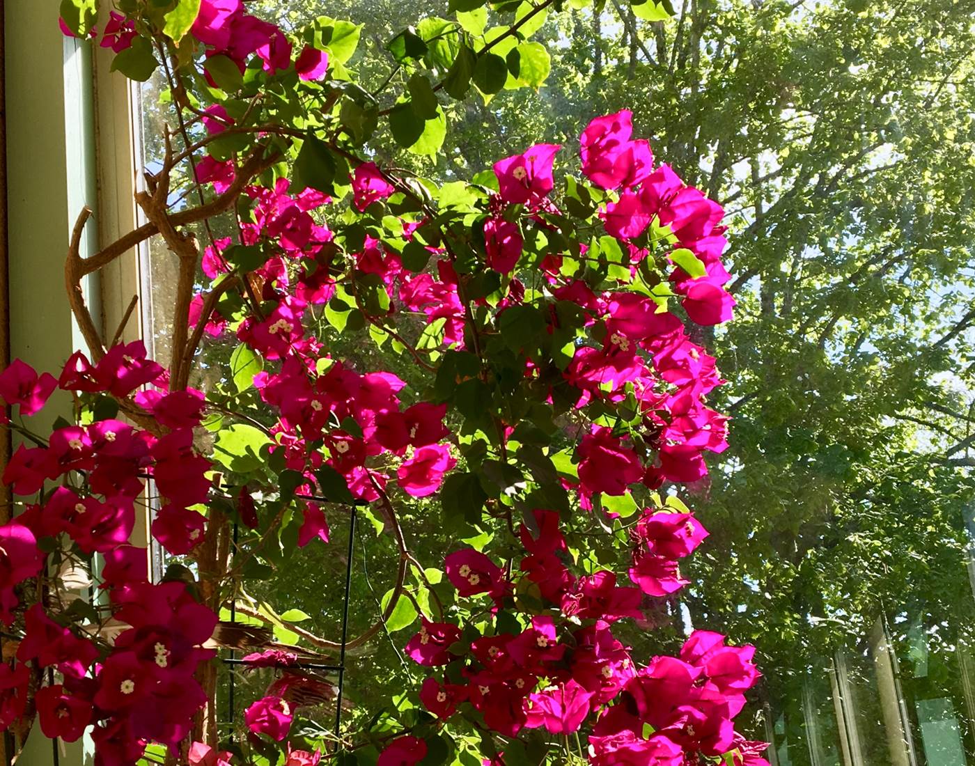 bougainvillee bnb Feuillantines dordogne-page