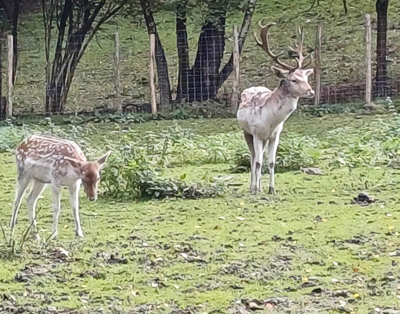 Parc Forestia - les rennes et les daims