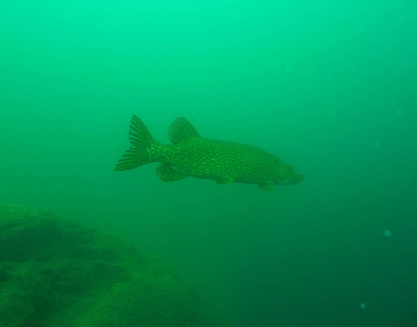Plongée en eau douce : Brochet