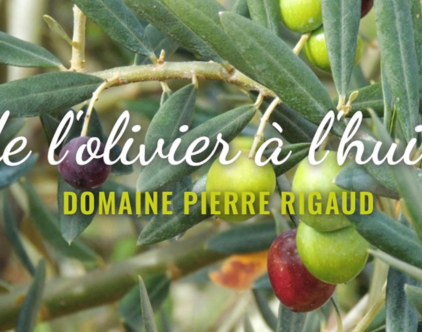 Le Domaine Rigaud, producteur oléicole à Livers-Cazelle