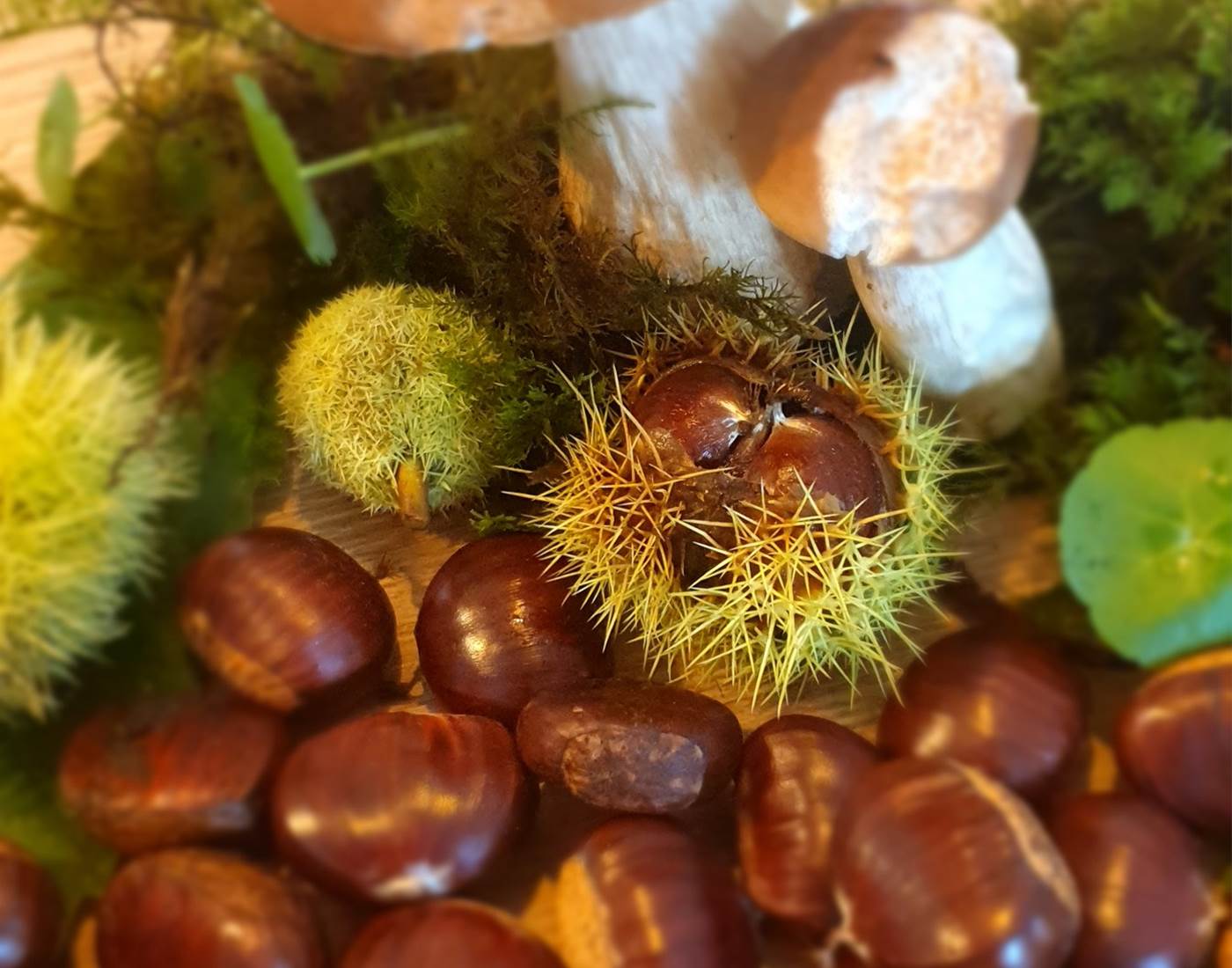 Cueillette automnale forêt domaniale de Clohars-Carnoët-page