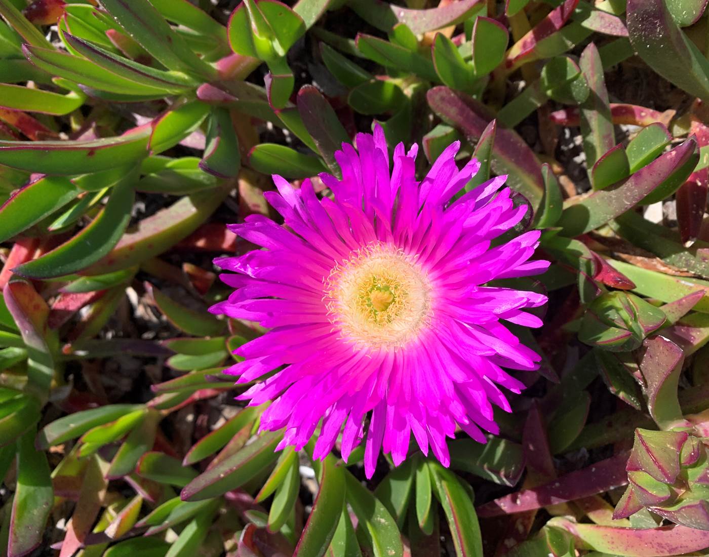 Les "griffes de sorcières" éclatantes tâches de couleurs sur les plages au printemps