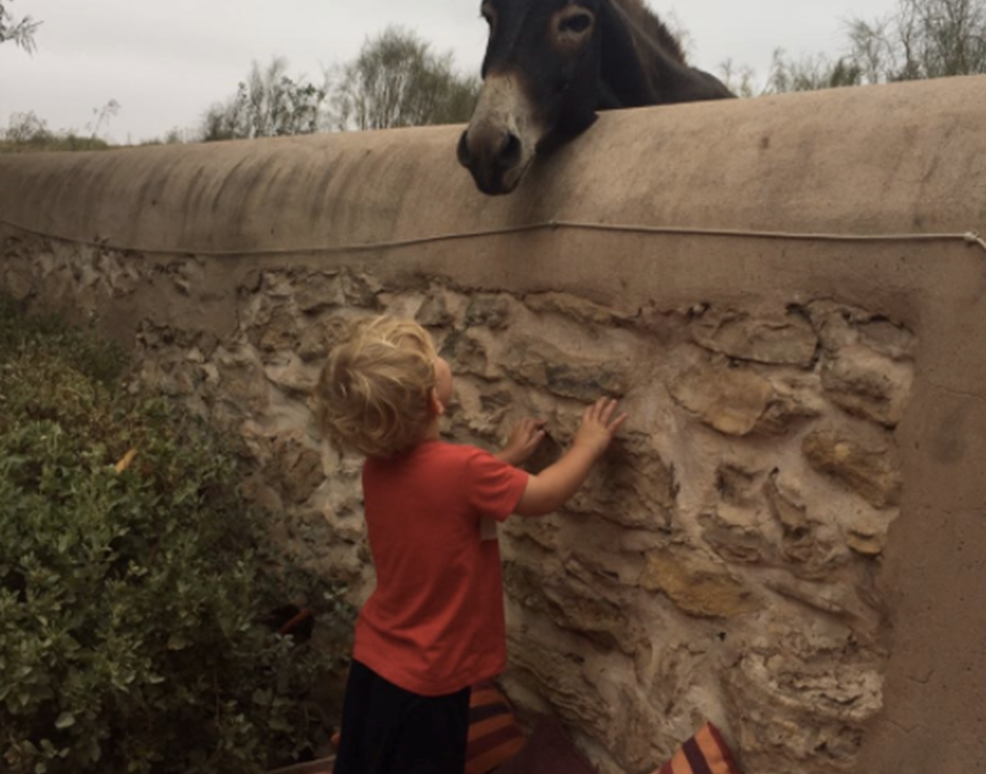 Riad Baoussala - les anes