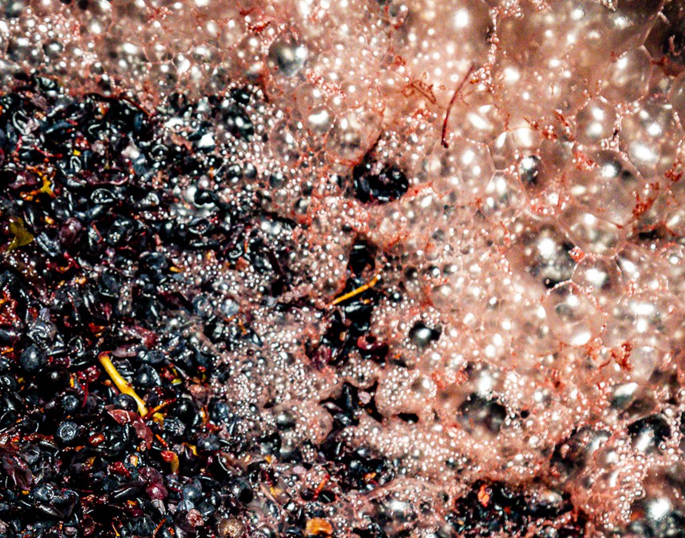 FERMENTATION ALCOOLIQUE