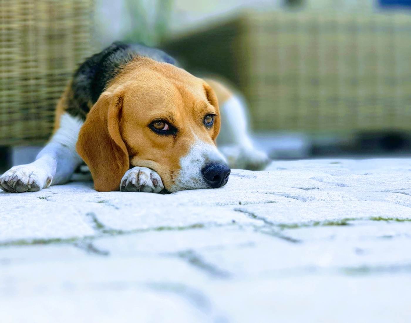 Chiens bienvenus-page