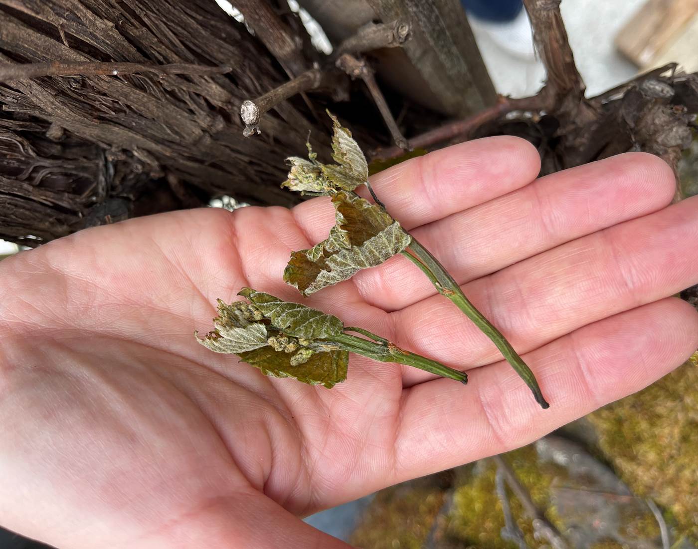 Gelées de printemps