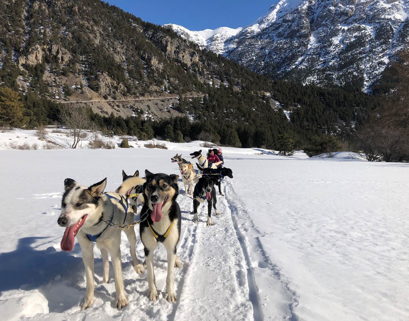 sortie chiens de traineau.