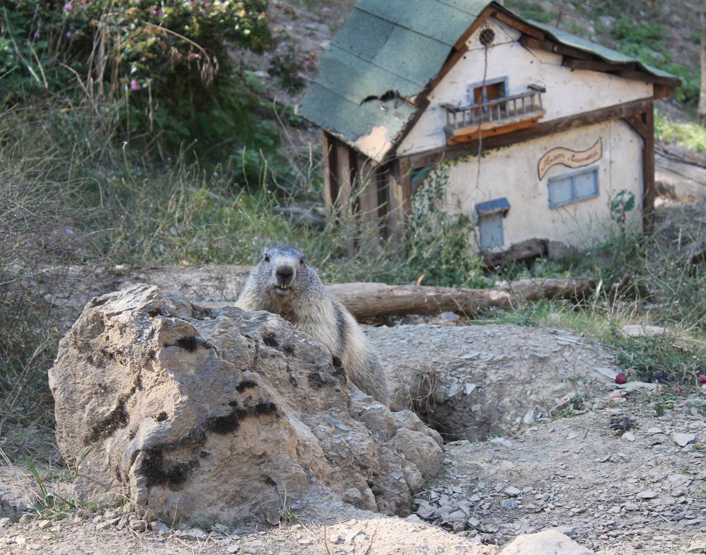 29 Parc'Ours Pyrenees atlantique