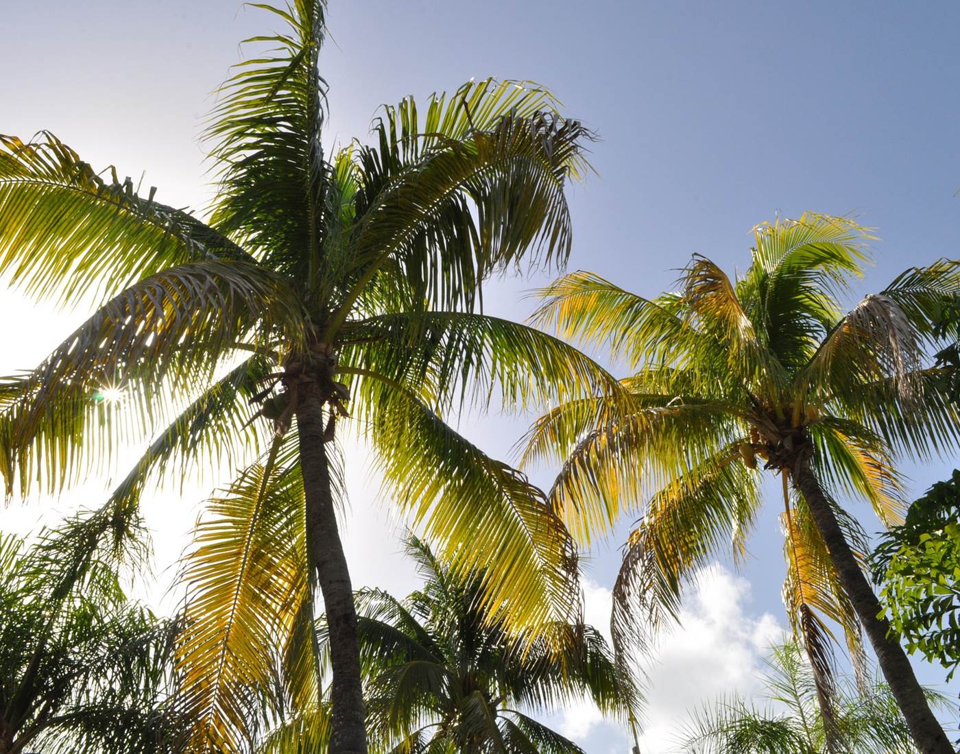 Gite_Rural_Flane_Capesterre_Belle_Eau_Guadeloupe_Basse_Terre