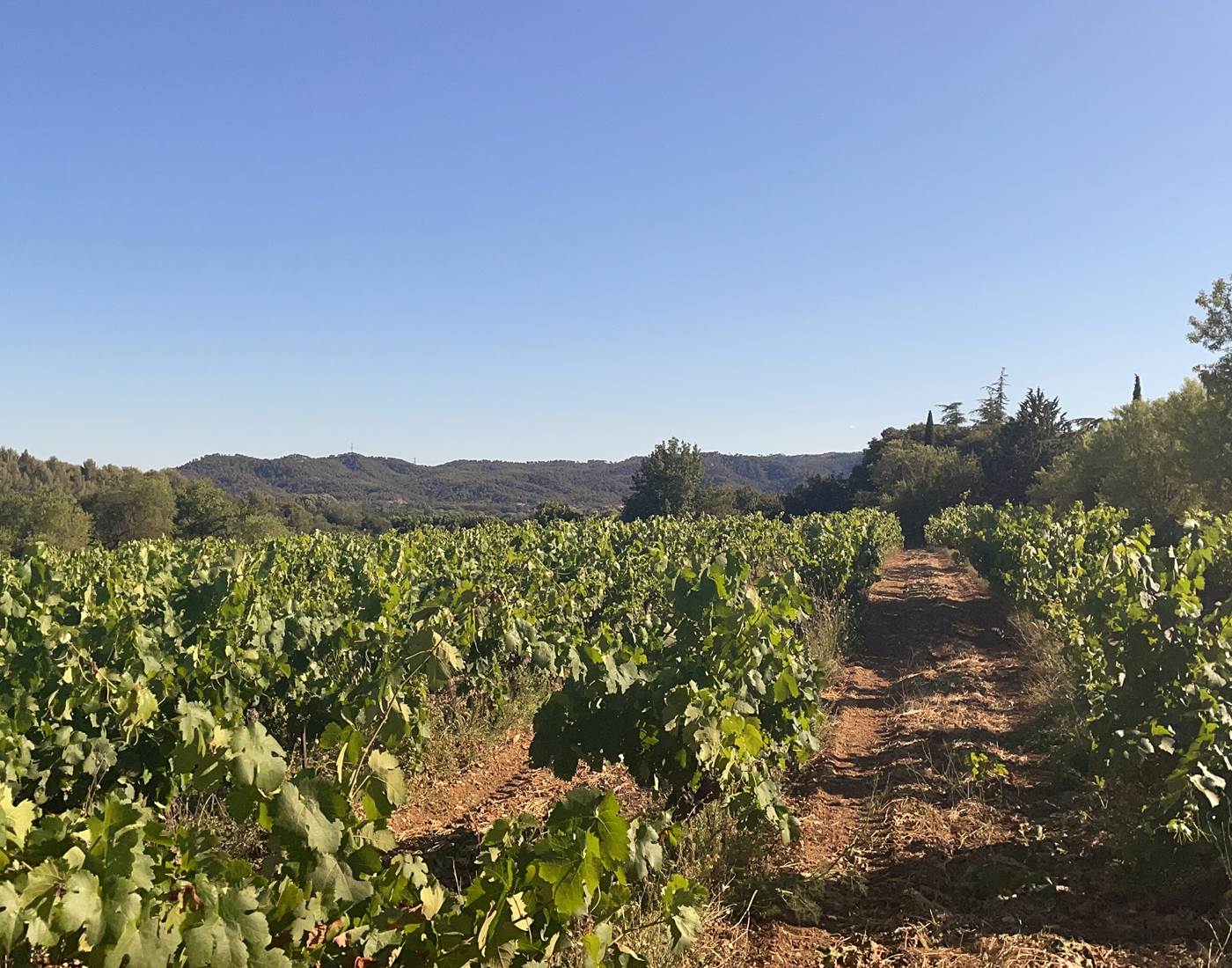 Vue sur notre vignoble