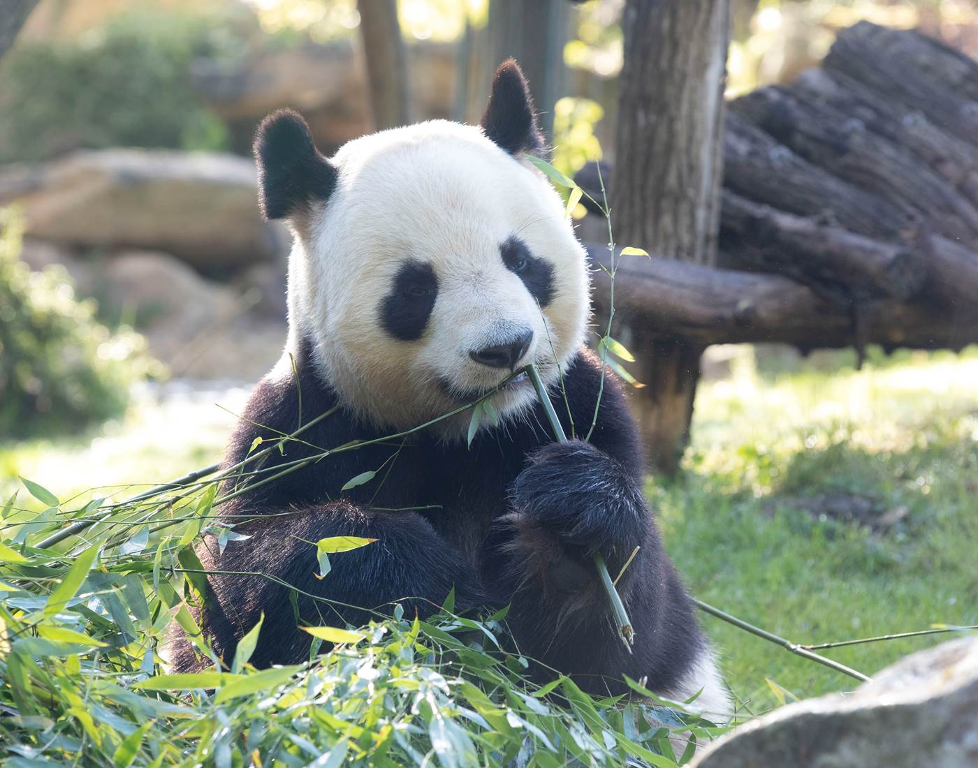 Yuan zi- Panda © ZooParc de Beauval