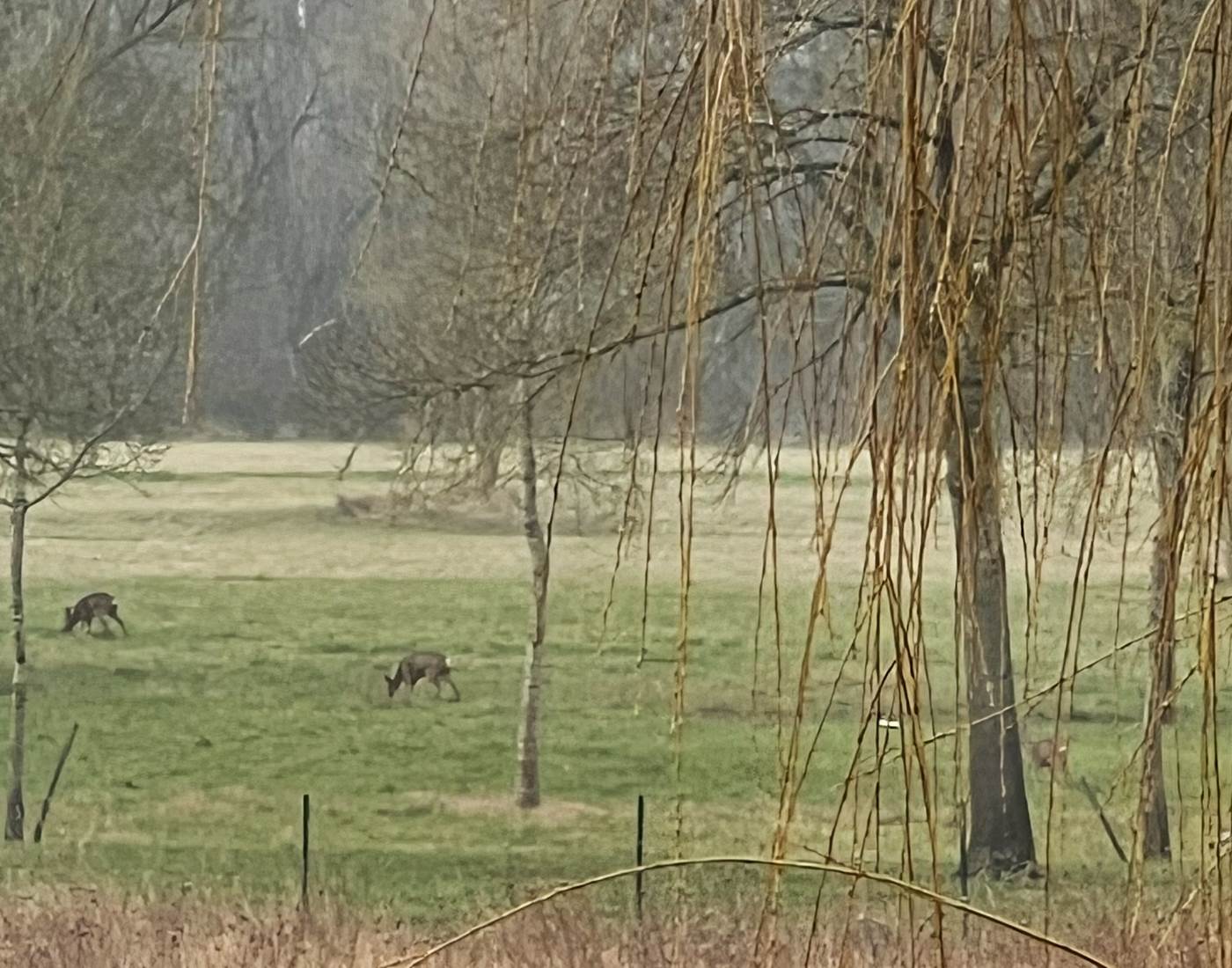 Biches au petit matin