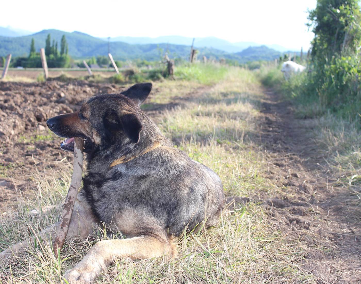 most dog friendly accomodation