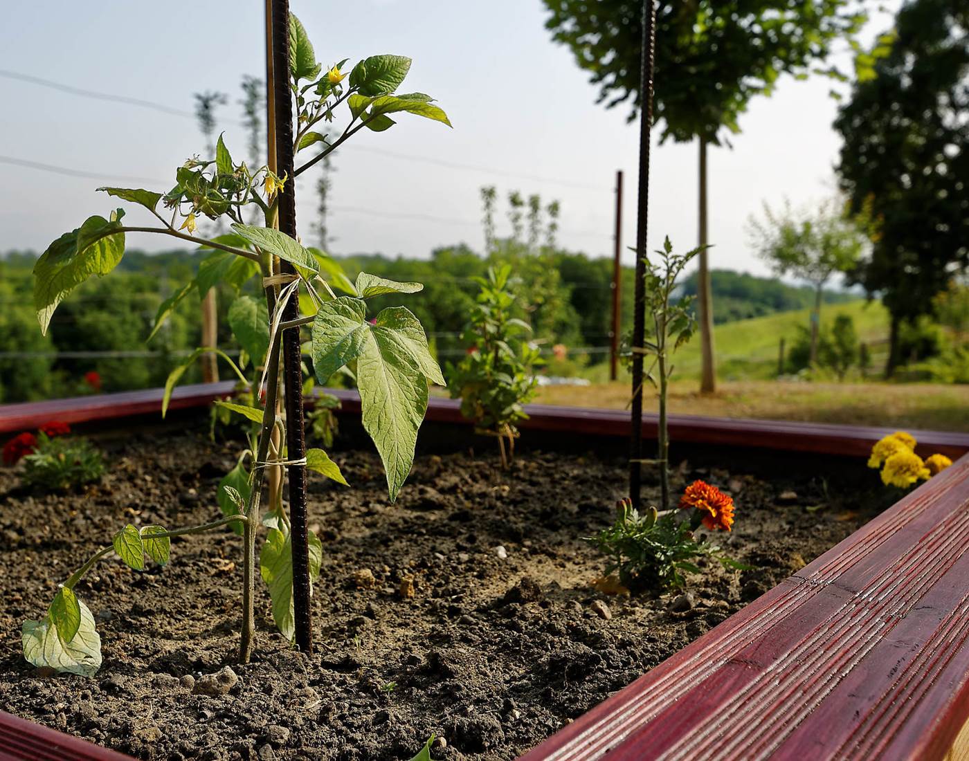 Carré potager pour nos hôtes