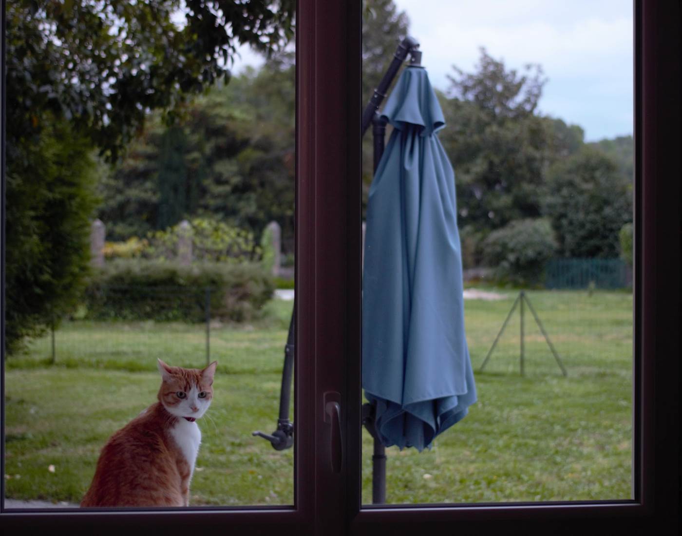 les chats aussi sont les bienvenus