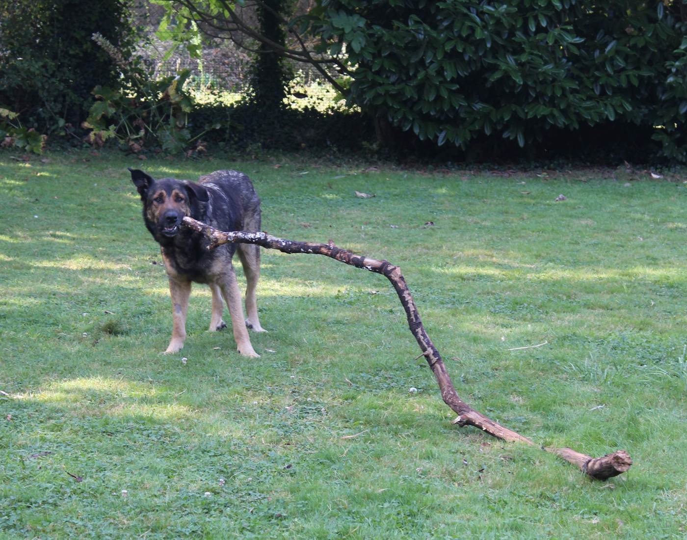 chiens-de-toutes-tailles-et-de-toutes-races