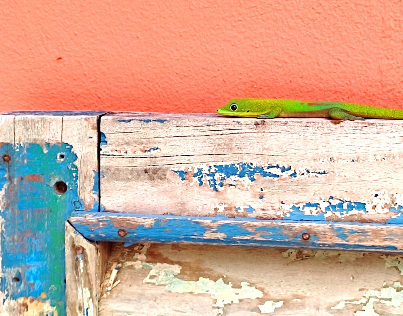 Gecko de la Réunion