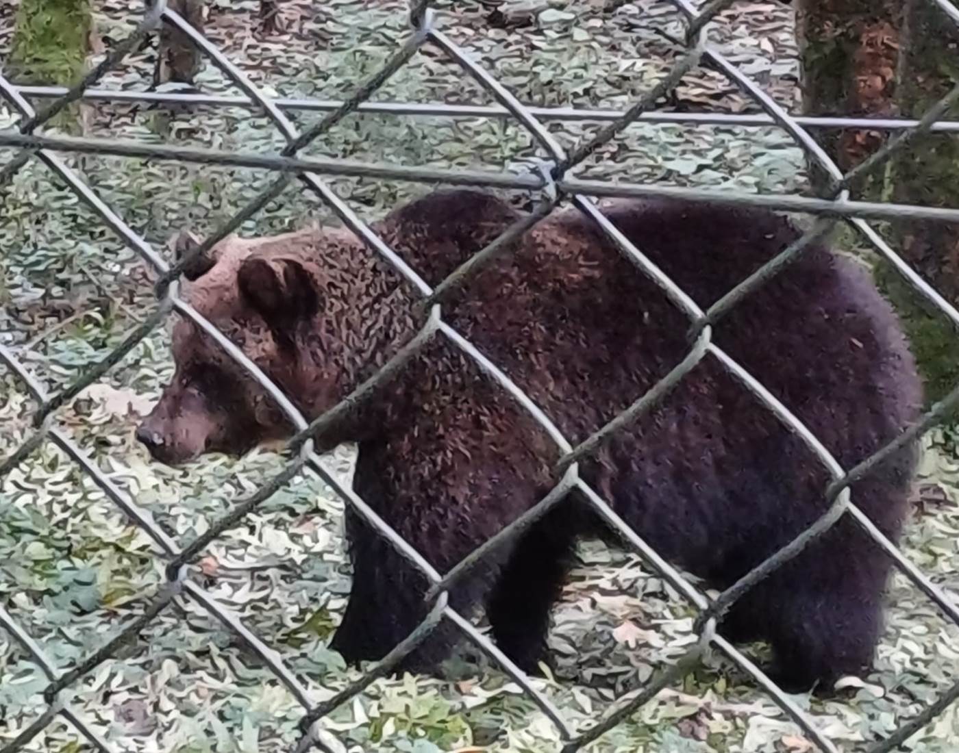 Parc Forestia - les ours