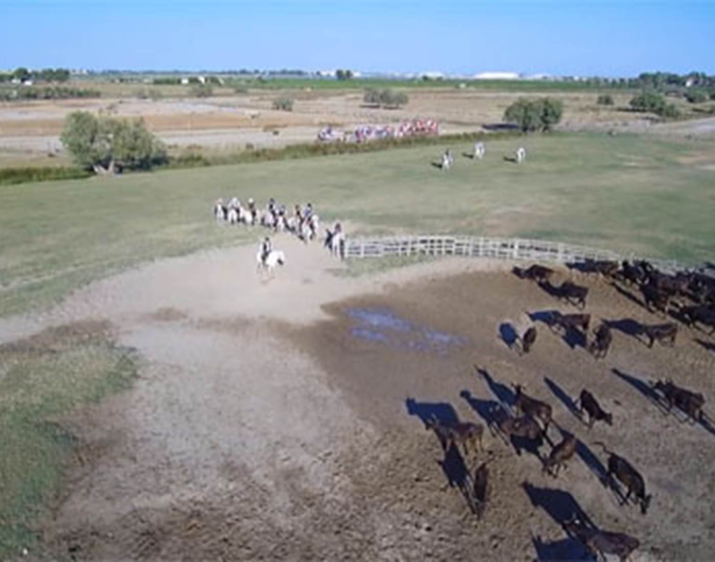 Gardians, chevaux et taureaux