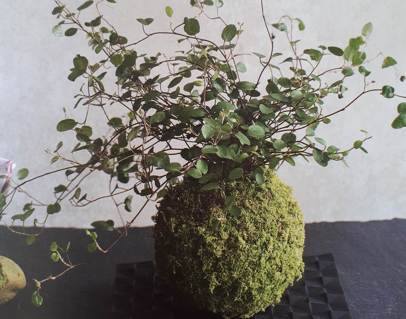 kokedama (2)
