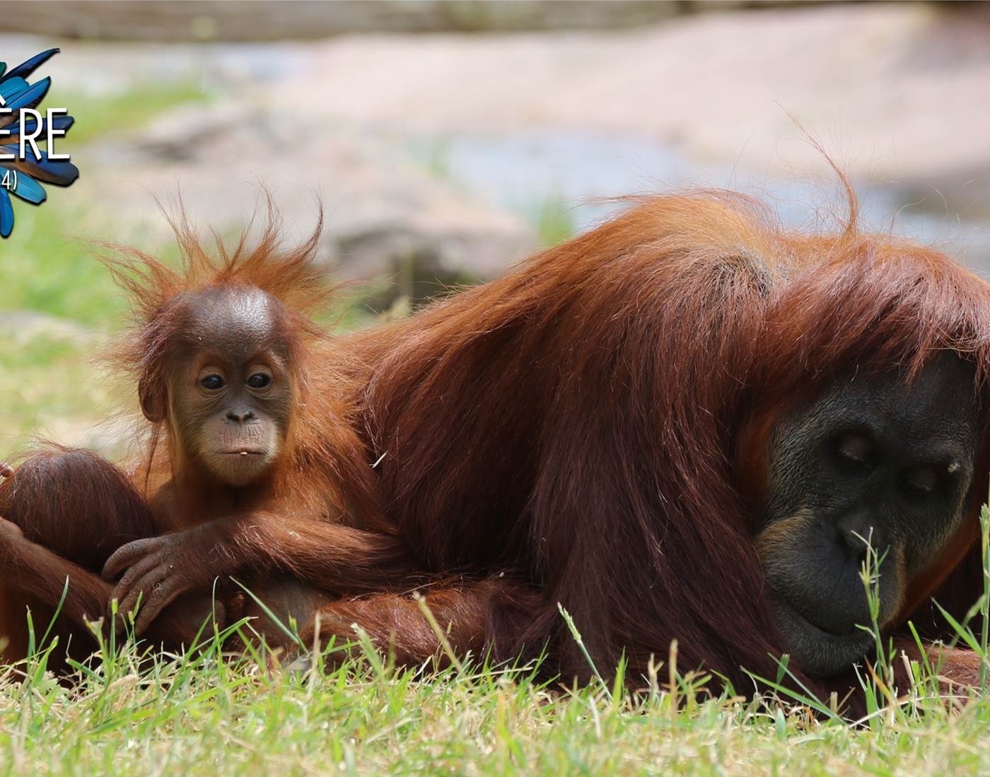 Zoo de la Boissière du Doré