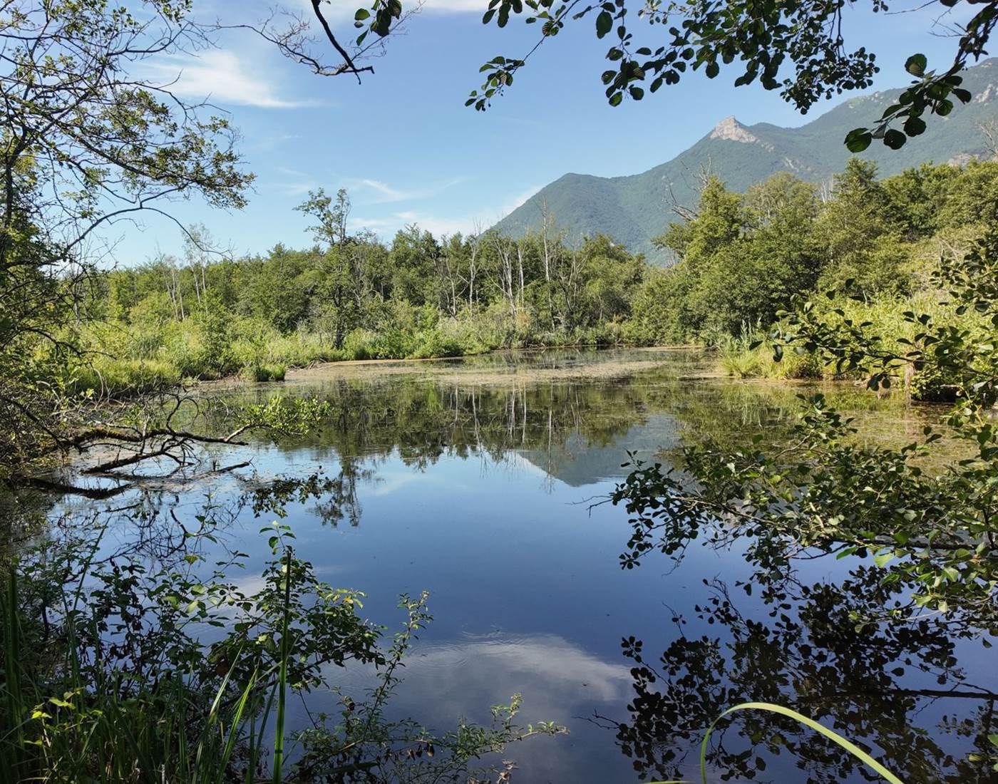 Les Marais de Lavours, une réserve naturelle exceptionnelle dans le Bugey (Ain, Auvergne-Rhône-Alpes), à 1 heure de Genève et Annecy, et 1 heure 20 de Lyon. Découvrez une biodiversité unique grâce à un sentier sur pilotis de 1,2 km.
