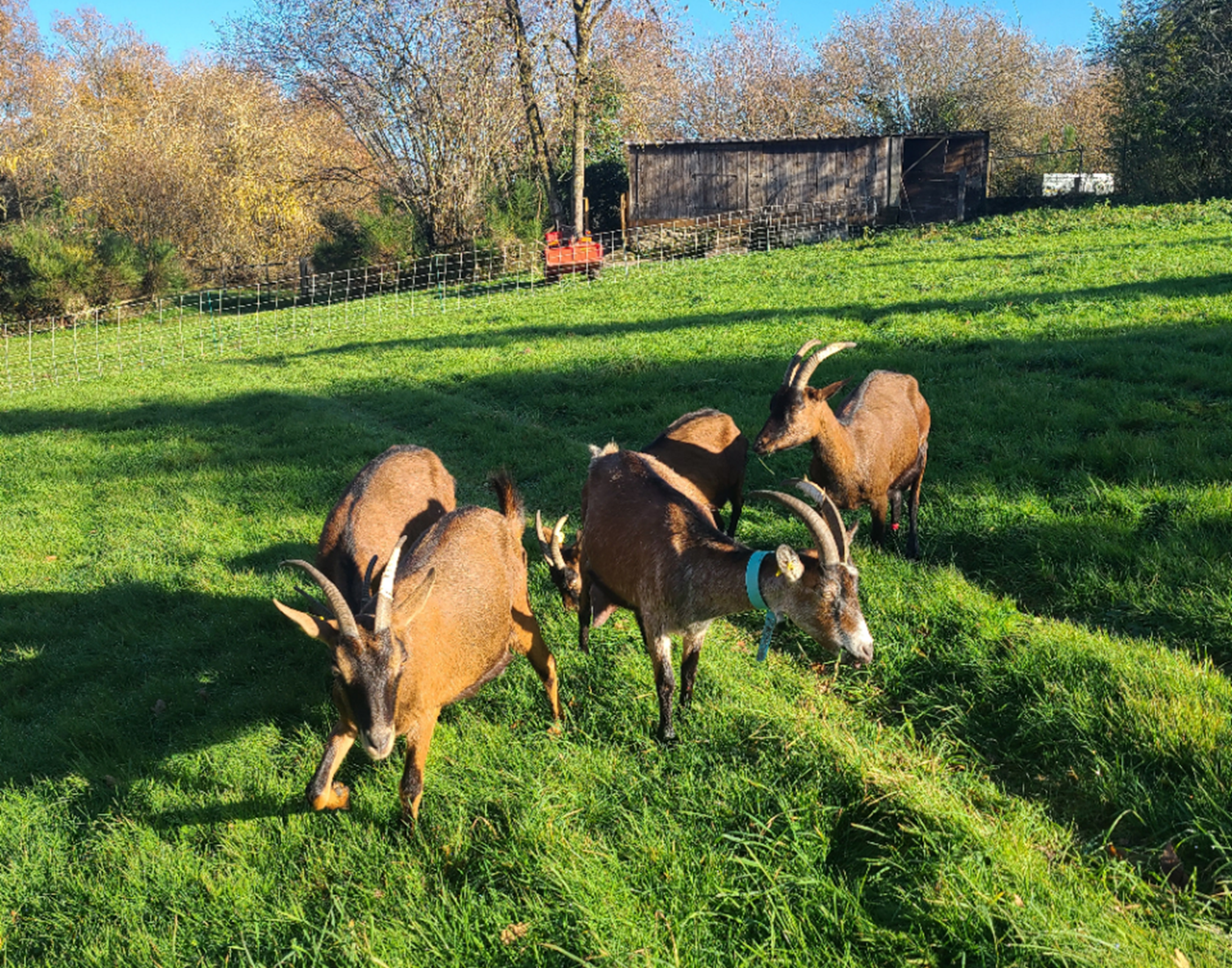 Nos chèvres au domaine de la Vergnolle