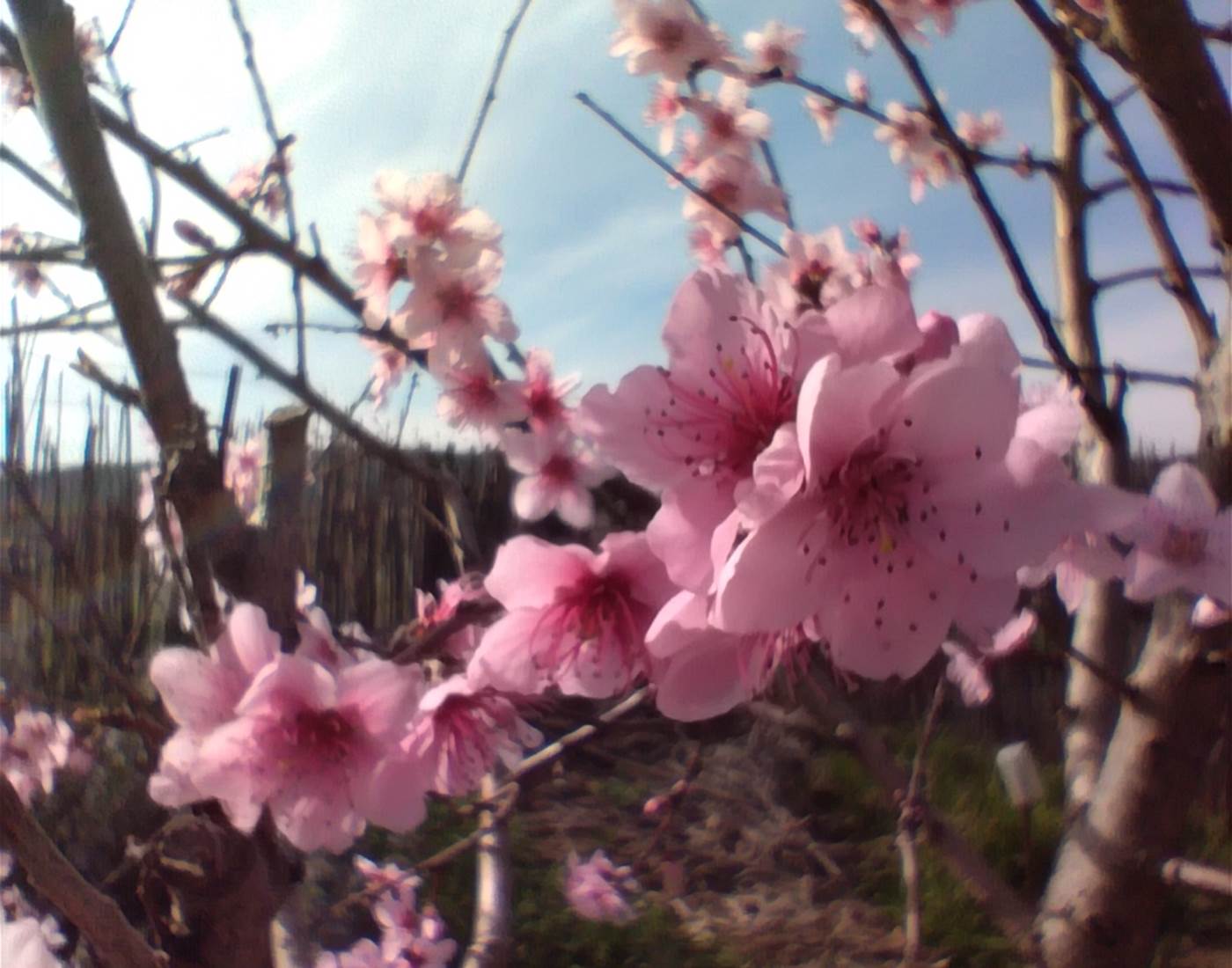 Les premiers arbres en fleurs 🌺🌸🌼